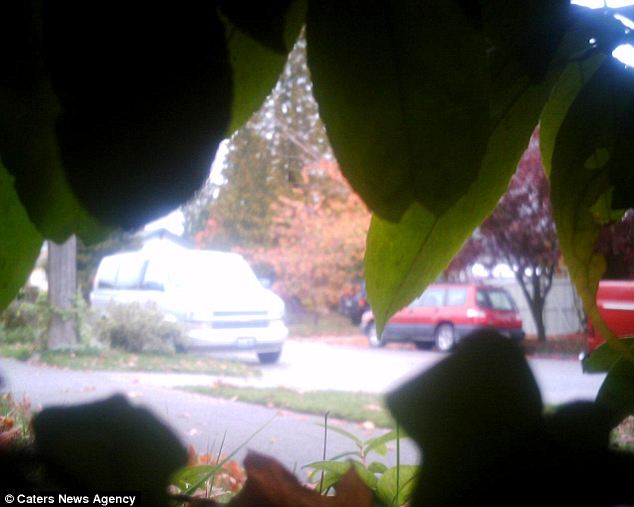 Making an entrance: In this picture Cooper prepares to venture out from his leafy hiding place