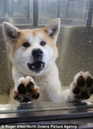 Caged: A bulldog tries to escape through a gap in the wire and a Shiba Inu awaits his fate on death row