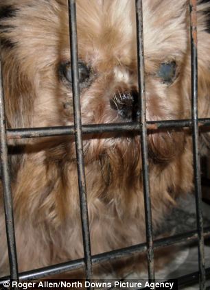 Behind bars: Another casualty of the craze for tiny dogs