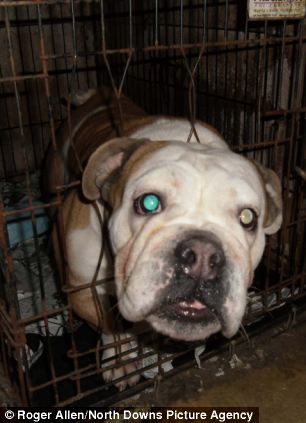 Caged: A bulldog tries to escape through a gap in the wire and a Shiba Inu awaits his fate on death row
