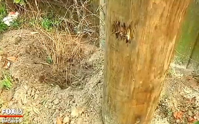 Bart was buried in this shallow hole not far from his home. He managed to dig himself out and return to his home