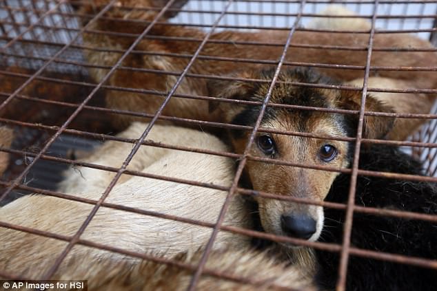 The government is set to prohibit restaurants, street vendors and market traders from selling dog meat at Yulin's Dongkou market