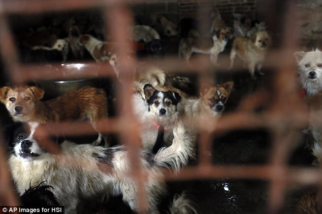 Most of the dogs are stolen pets and strays grabbed from the streets still wearing their collars when they reach the slaughterhouse where they are typically beaten to death