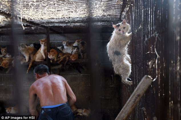 Millions of cats will still be transported to the festival to be brutally slaughtered in front of each other and sold for their meat, alongside other types of meat