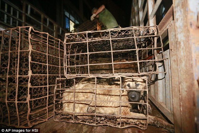 Campaigners recognise that the ban is temporary and does not yet signal an end to the Yulin event in advance of which dogs are still likely to be killed