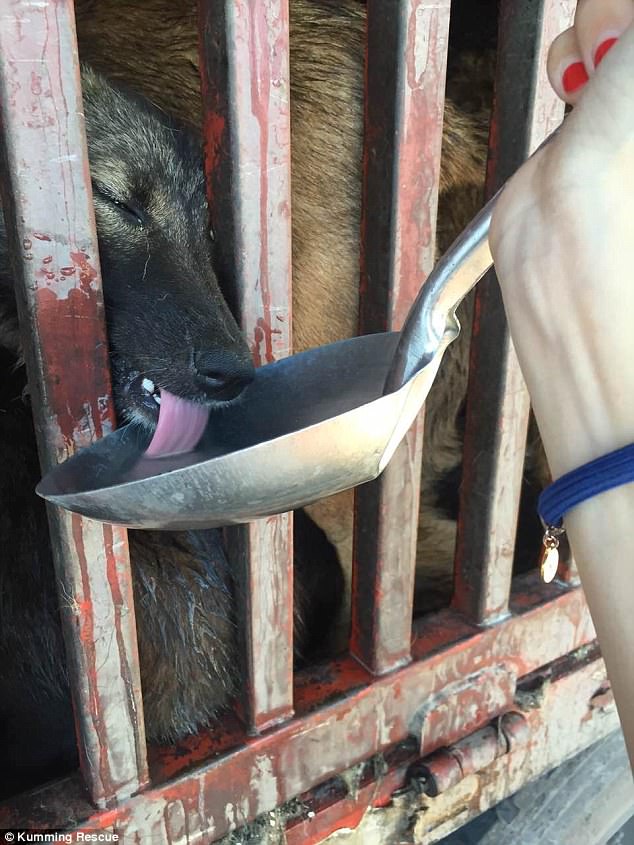 Pictured, a Chinese activists gives water to a caged dog held in a cage in a truck. Activicts rescued 400 dogs from the truck bound for the meat trade on June 29, 2015. This was the first rescue coordinated by Humane Society Internationalís China Animal Rescue Command Center launched after Yulin dog meat festival