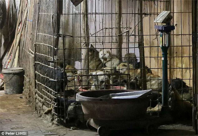 The dog meat trade also poses a threat to public health, with the World Health Organisation warning that the trade spreads rabies and increases the risk of cholera