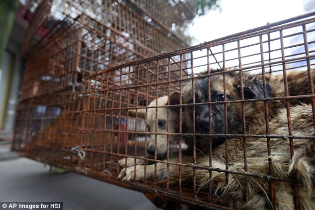 Caged dogs sit on the side of the road waiting to be transferred to a slaughterhouse in a narrow alley