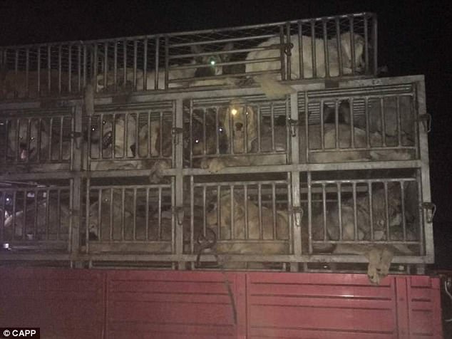 The terrified animals werr kept in their thousands in tiny dirty cages in the back of a truck heading to the market. Chinese activists saved these 202 dogs from butchers knives after intercepting the truck