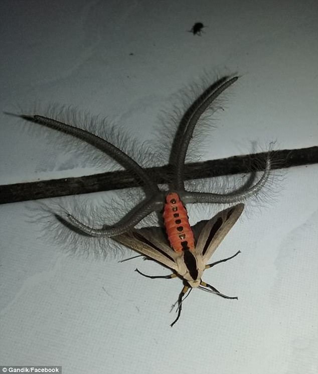 超絶きもい虫 金魚すくいは幸せの波紋