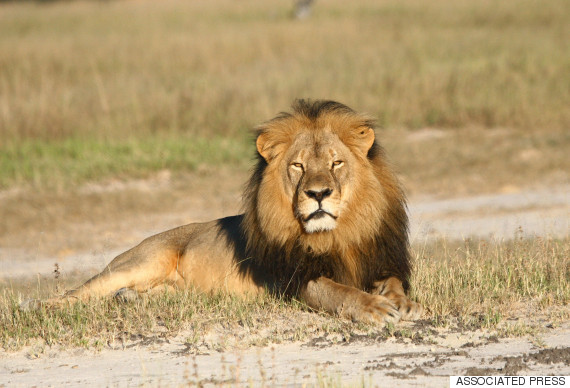 cecil lion