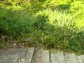 トイプードル　むぎとわらび　兵庫県の香住に旅行しました(^-^)