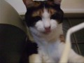 猫とゴムパッチン - Cat enjoys a snapping.