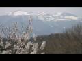 二本松城（８） 桜と安達太良山