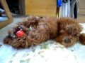 かわいい犬　トイプードル　小さい！！・ω・