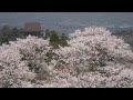 奈良県　吉野山の桜と金峯山寺