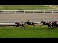 (4K)第75回菊花賞2014-現地撮影 トーホウジャッカル Japanese St. Leger 2014