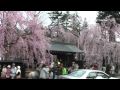 2010年5月3日 角館の枝垂れ桜