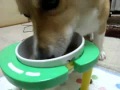 納豆ご飯