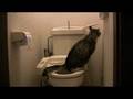 水洗トイレ猫　ベギラゴン