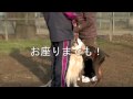 藤井聡の犬のしつけ2.flv