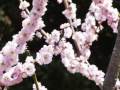 花　（赤塚山公園　梅園２０１０
