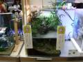 第27回 日本観賞魚フェア 水槽ディスプレイコンテスト アイディア賞
