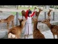 奈良公園の鹿は少女がお好き！ THE DEER LOVES GIRLS in NARA PARK ＜HD1080p＞