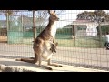 ひびき動物ワールドの子持ちカンガルー