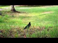 森林公園のカラスさん