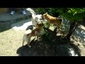 柴犬の仔犬 生後104日目その１
