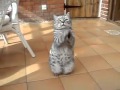 【めちゃかわ♪】おねだりする猫ちゃん♪sweet cat skill