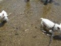 【ウエスティ】　王滝渓谷　水遊び