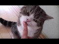 いろいろねこ４。- Many Maru 4.-