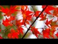 EOS 7D  鯖江　西山公園の紅葉  　Kuutan 20111123.wmv