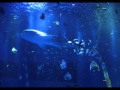 能登島大橋と昨年の能登島水族館のジンベイザメ