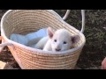 2013.8.14 姫路セントラルパーク☆ホワイトライオンのライくんとオンくん☆伊豆出張記念 【White Lion】#3