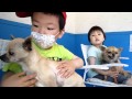 【わんわん動物園】チワワの部屋２