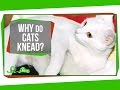 Why Do Cats Knead?