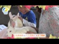 秋のいしかわ動物園CM