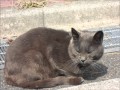 ある公園で猫発見！猫大好き人間は南知多内海のある女将