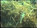 福井の浅海の生き物たちＩＮ三国
