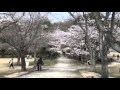 森林公園の桜が満開2013