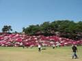 5月　西山公園のつつじ