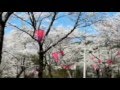 四万十市（中村）為松公園の800本の桜｜高知県｜2012.4.1