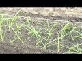 らくらく野菜つくり （玉ネギ篇）