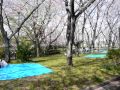 平和公園の桜（名古屋市千種区）②
