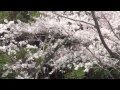 秋月城跡 2011年春季 Cherry blossoms