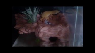 グラステラリウム３０３０用に作ったバックグラウンド