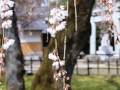 足羽神社 しだれ桜